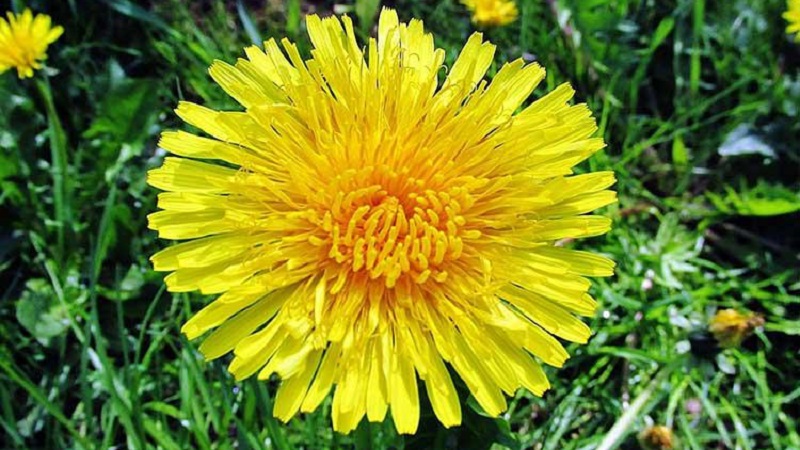 В России получили первый урожай каучуконосных одуванчиков